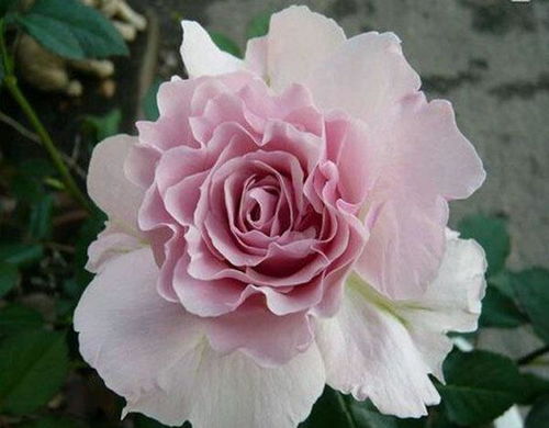 三款花中精品，小巧可愛、四季開花的水果盆栽