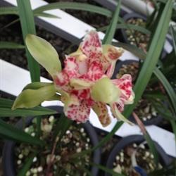 四季常開的極品奇花——水果香蘭，帶兩大芽的養護指南