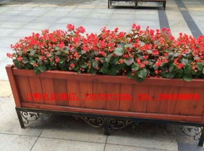 廣州市康圖花箱廠家 專業生產戶外花箱、木花槽與水果批發