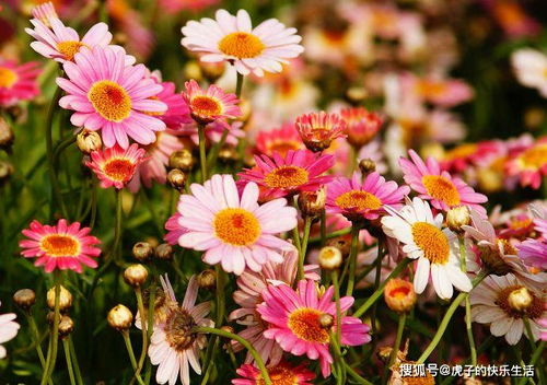 清雅映日，紅艷如霞——精品荷花‘水果’的獨特魅力