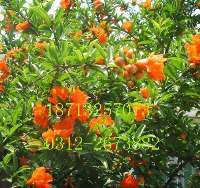 專業綠化一站式解決方案——苗木花卉基地，您的生態家園建設者