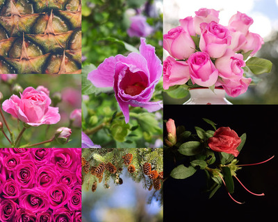 花影果香 玫瑰與水果的攝影美學(xué)